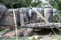 Disney’s Animal Kingdom