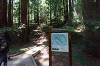 Muir Woods