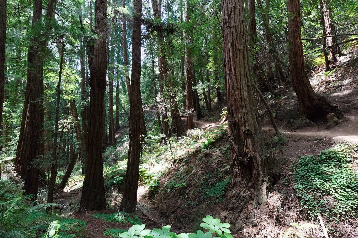 Muir Woods