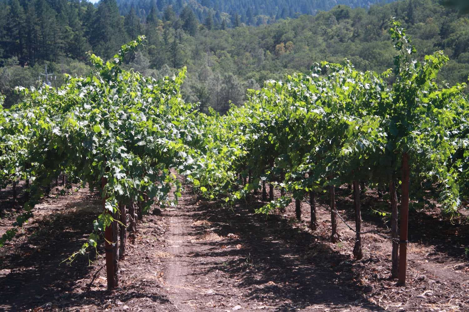 Napa