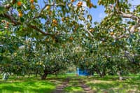 Rayners Orchard