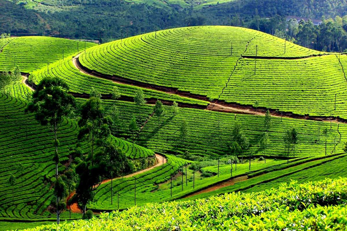 Tea Gardens & Museums