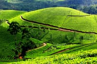 Tea Gardens & Museums