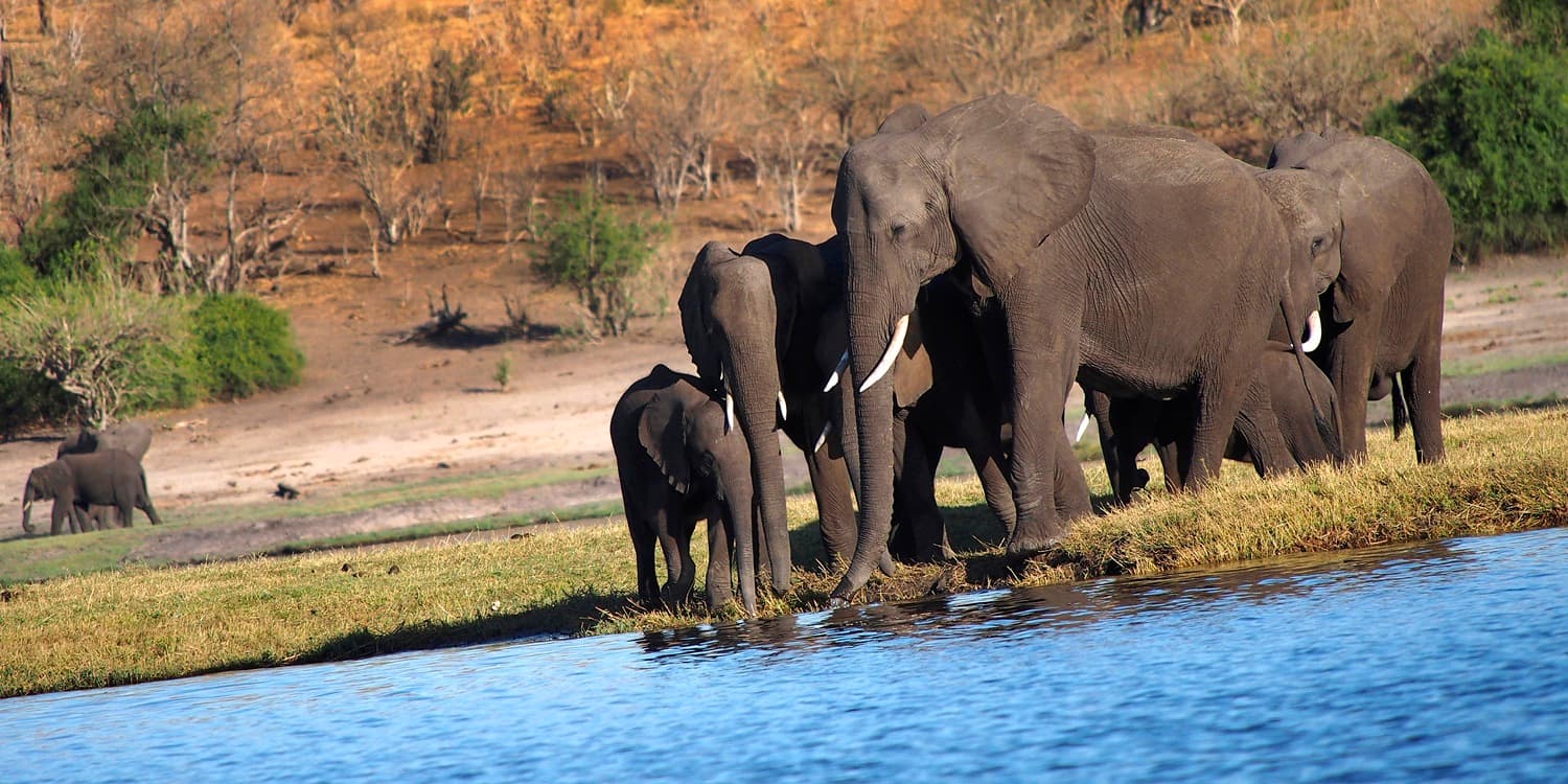 chobe botswana