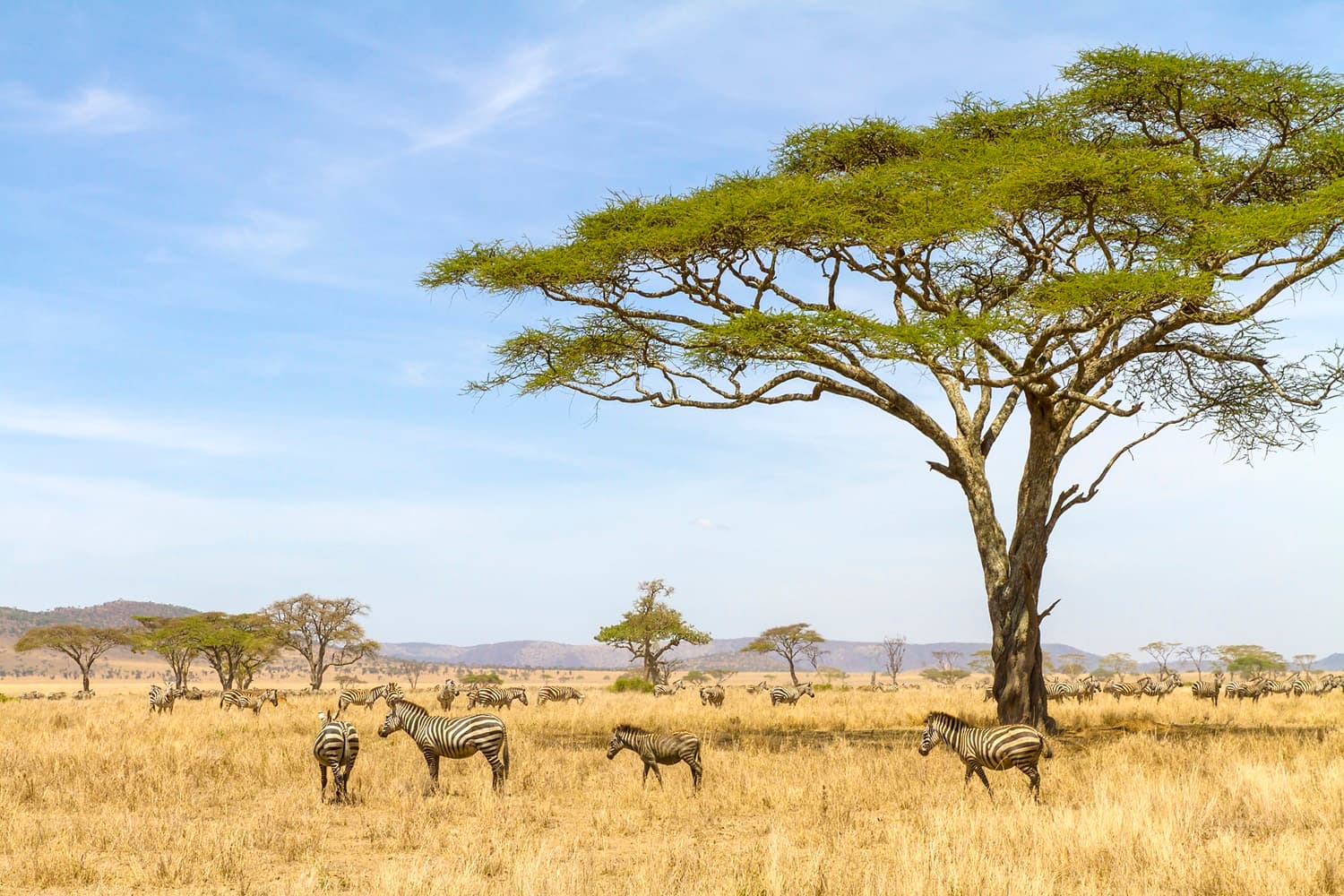 Tanzania Banner