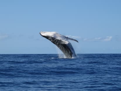 Whale Watching From Vancouver